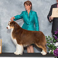 ASCA/AKC GCH Sirius Money to Burn bernie award of merit sirius aussies australian shepherds