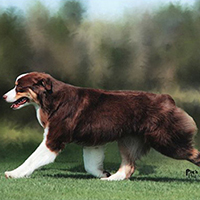 ASCA/AKC GCH Sirius Money to Burn bernie gaiting sirius aussies australian shepherds