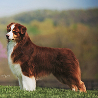 ASCA/AKC GCH Sirius Money to Burn bernie stack sirius aussies australian shepherds