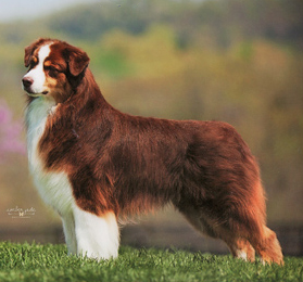 sirius australian shepherds puppies and stud dogs, bernie, GCH Sirius Money to Burn