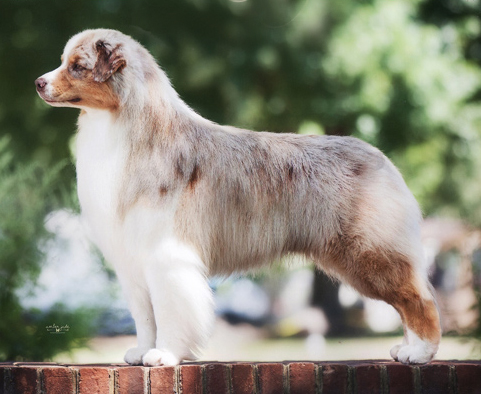 GCH Sirius Copper Still of Harmony Hill