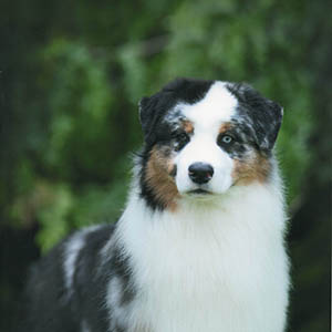North, Sirius Harmony Hill In Flight sirius aussies australian shepherds