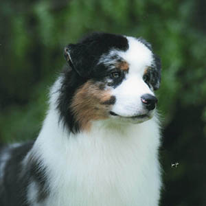 North Sirius Harmony Hill In Flight aussies australian shepherds
