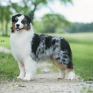 North, Sirius Harmony Hill In Flight sirius aussies australian shepherds