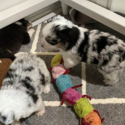 sirius aussies australian shepherd 2 weeks old puppy, 2 available