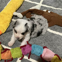 sirius aussies australian shepherd 2 weeks old puppy, 2 available