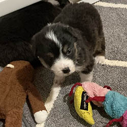 sirius aussies australian shepherd 2 weeks old puppy, 2 available