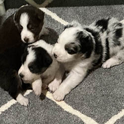 sirius aussies australian shepherd 2 weeks old puppy, 2 available