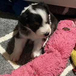 sirius aussies australian shepherd 2 weeks old puppy, 2 available