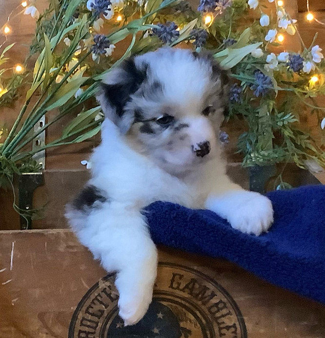 sirius aussie puppies available