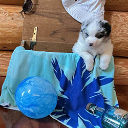 sirius aussies australian shepherd 4 weeks old puppy, 2 available