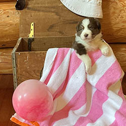 sirius aussies australian shepherd 4 weeks old puppy, 2 available