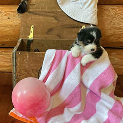 sirius aussies australian shepherd 4 weeks old puppy, 2 available