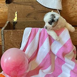 sirius aussies australian shepherd 4 weeks old puppy, 2 available
