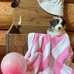 sirius aussies australian shepherd 4 weeks old puppy, 2 available