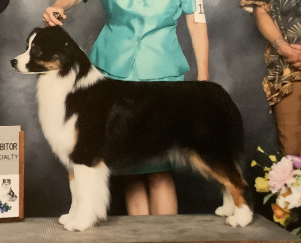 sirius australian shepherds bali, Sirius Harmony Hill Barefoot In Bali