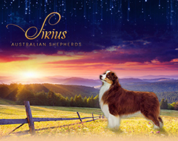 sirius aussies males